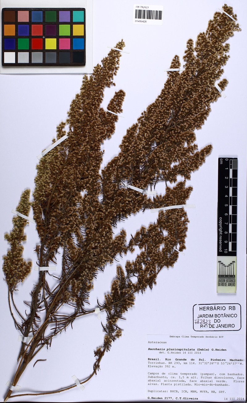 Baccharis pluricapitulata photo 2
