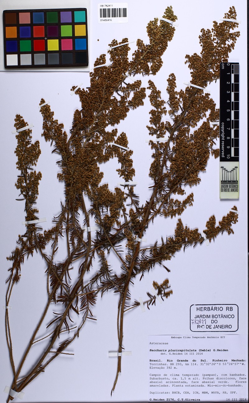 Baccharis pluricapitulata photo 3