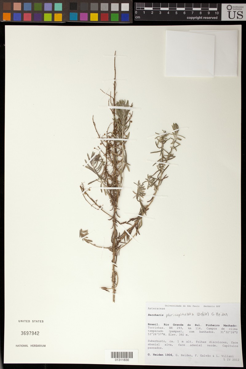 Baccharis pluricapitulata photo 4