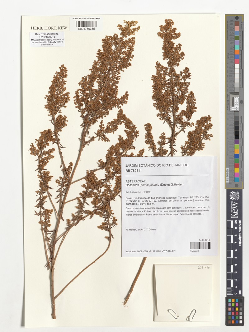 Baccharis pluricapitulata photo 5