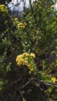 Baccharis poeppigiana