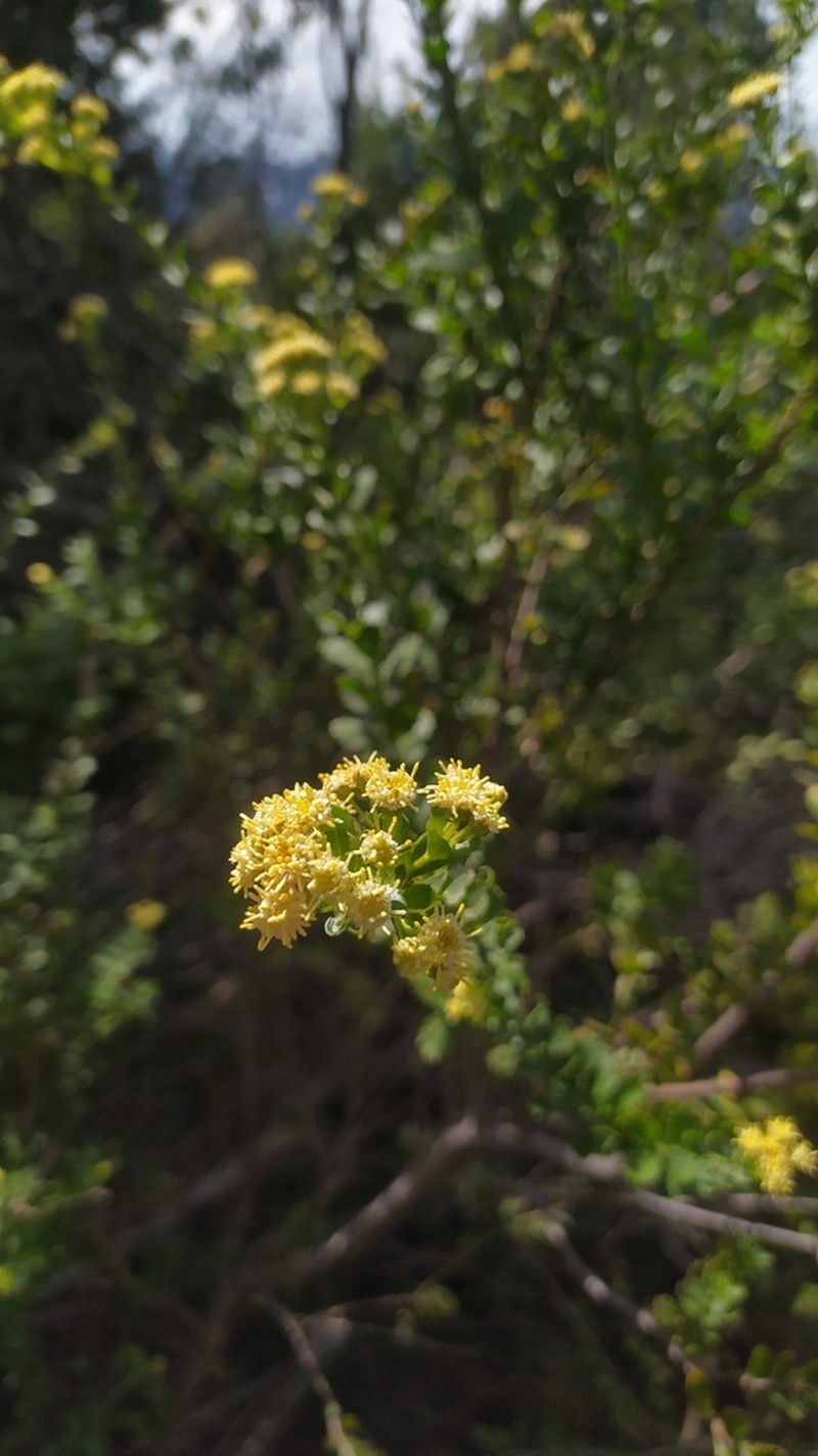 Baccharis poeppigiana
