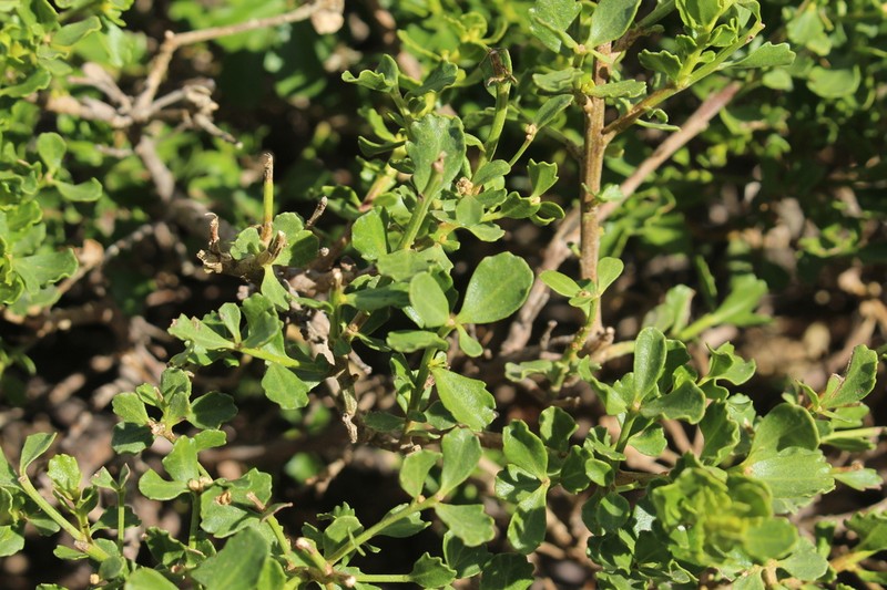 Baccharis poeppigiana photo 2