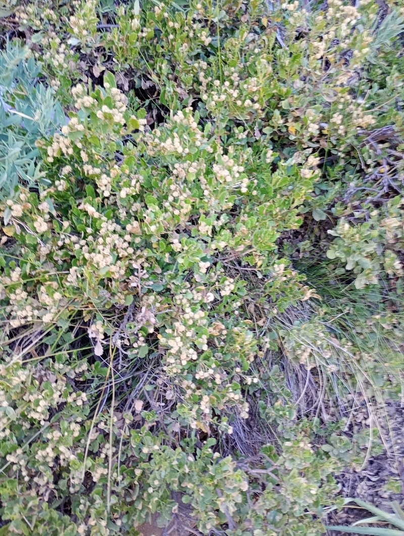 Baccharis poeppigiana photo 3