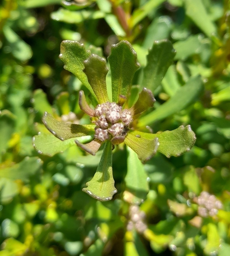 Baccharis poeppigiana photo 4