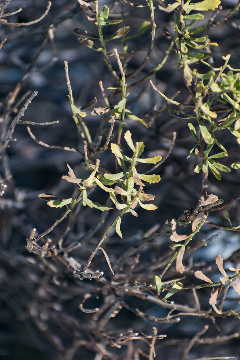 Baccharis poeppigiana photo 5