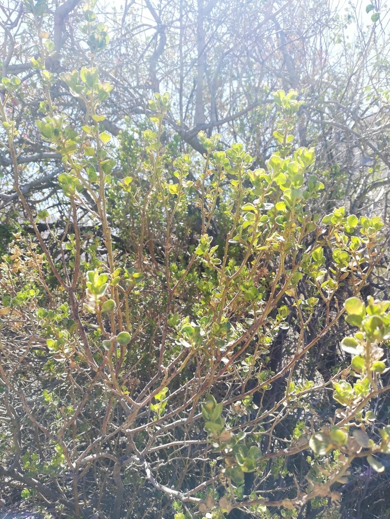 Baccharis poeppigiana photo 6