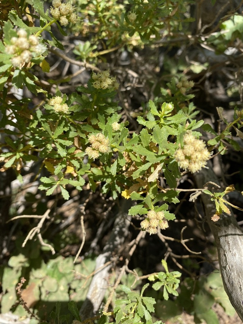 Baccharis poeppigiana photo 7