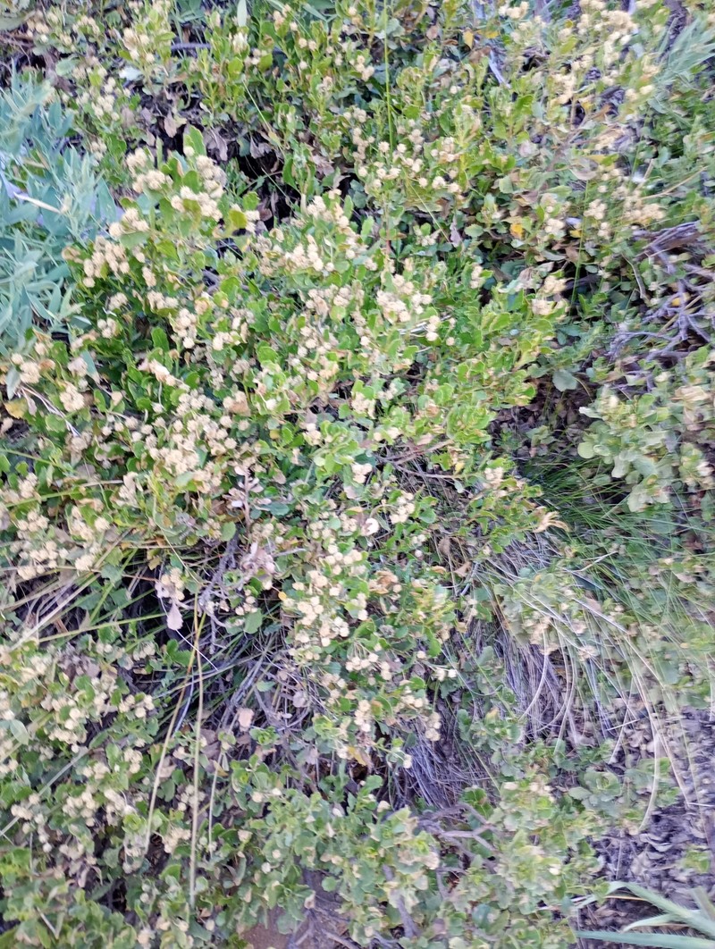Baccharis poeppigiana photo 8