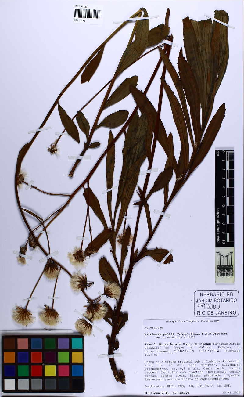 Baccharis pohlii photo 2