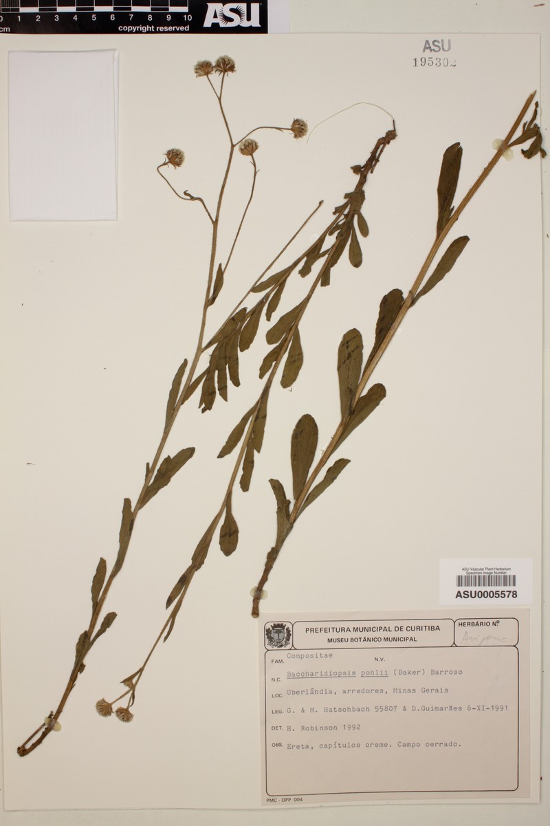 Baccharis pohlii photo 3