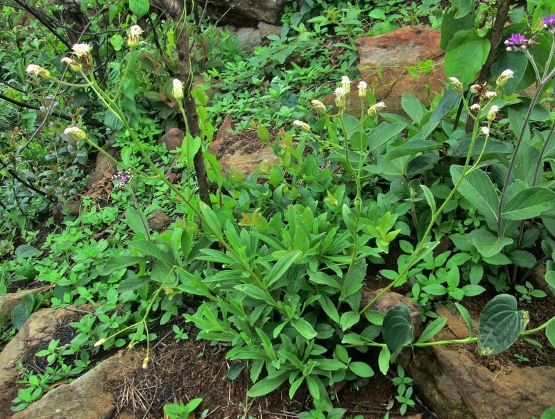 Baccharis pohlii
