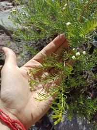Baccharis polifolia