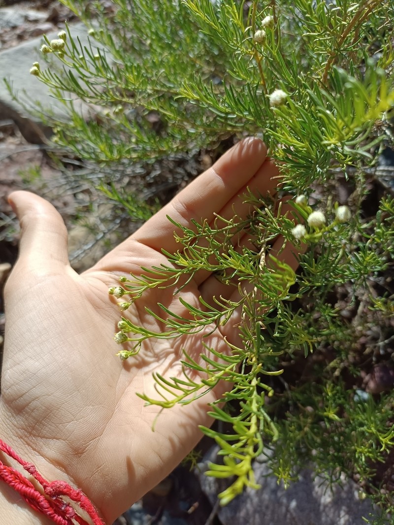 Baccharis polifolia