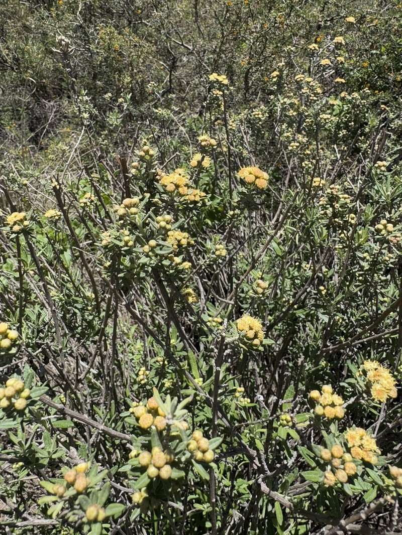 Baccharis polifolia photo 2