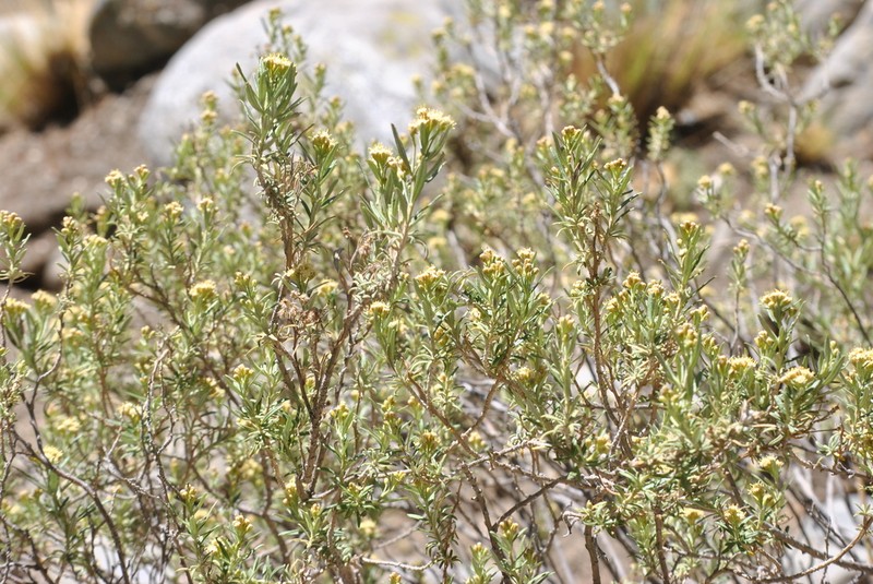 Baccharis polifolia photo 3