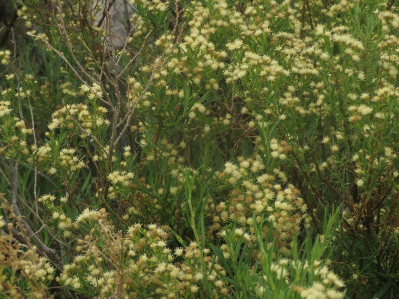 Baccharis polifolia photo 4