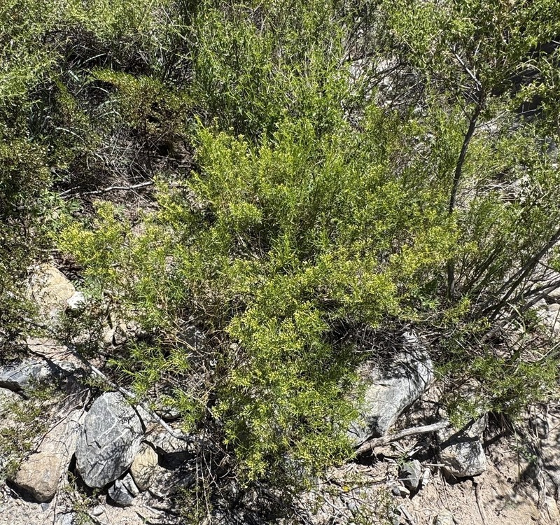 Baccharis polifolia photo 5