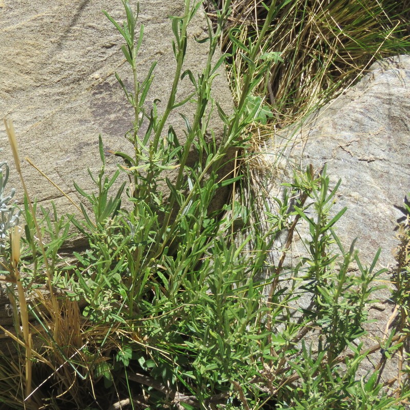 Baccharis polifolia photo 6