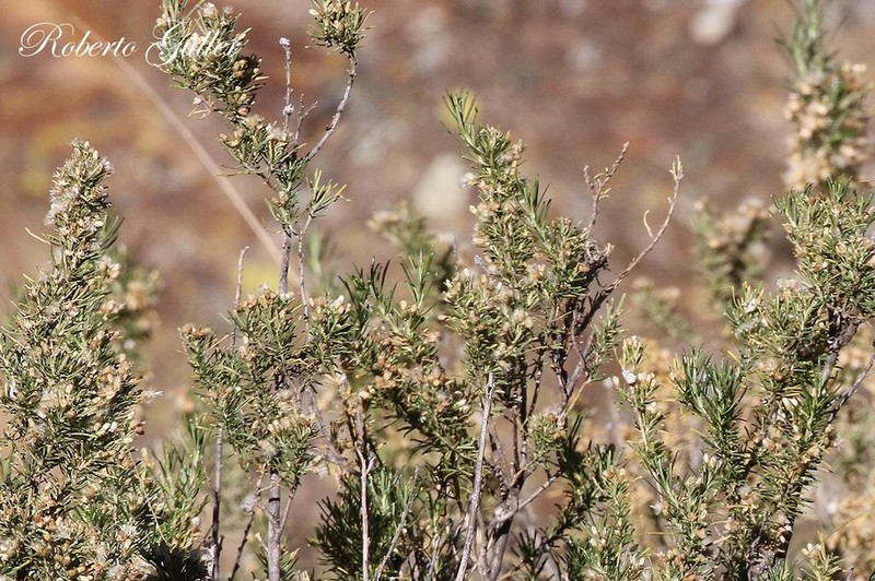 Baccharis polifolia photo 7