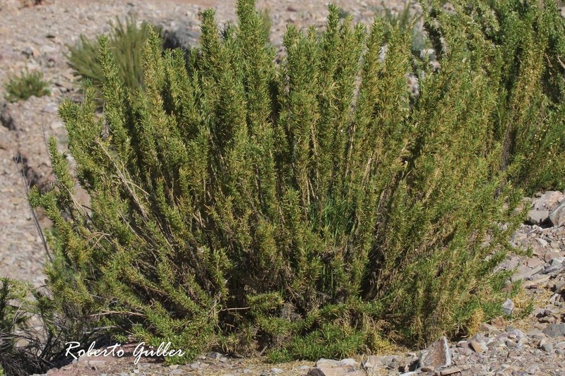 Baccharis polifolia photo 8