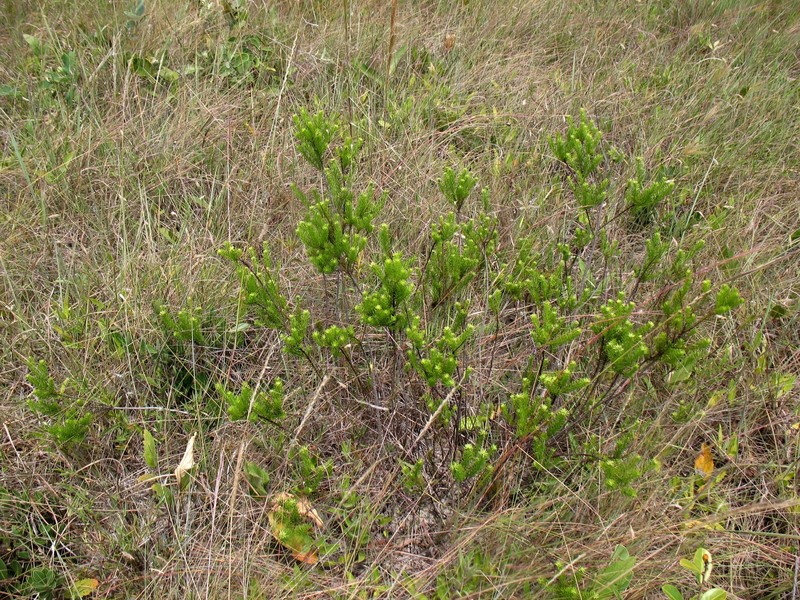 Baccharis polyphylla photo 2
