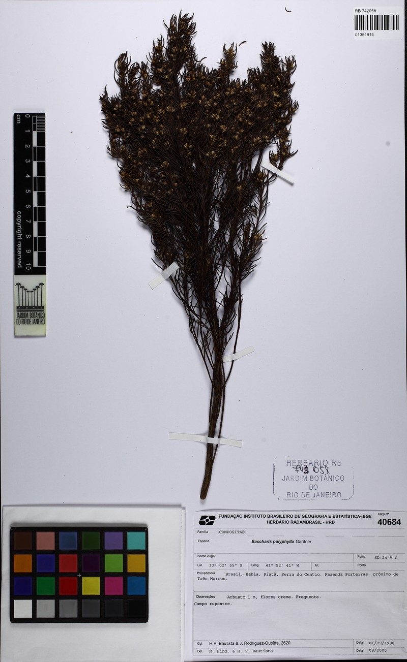 Baccharis polyphylla photo 3