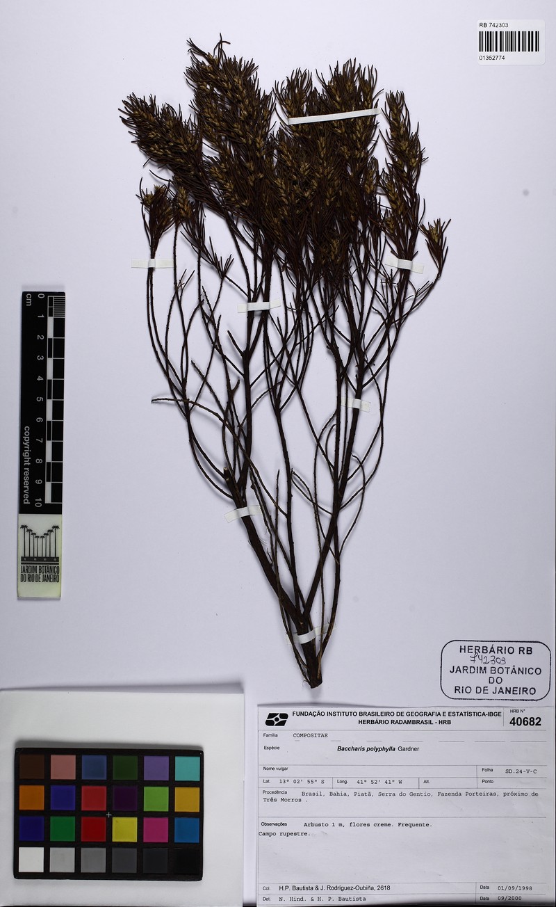 Baccharis polyphylla photo 4