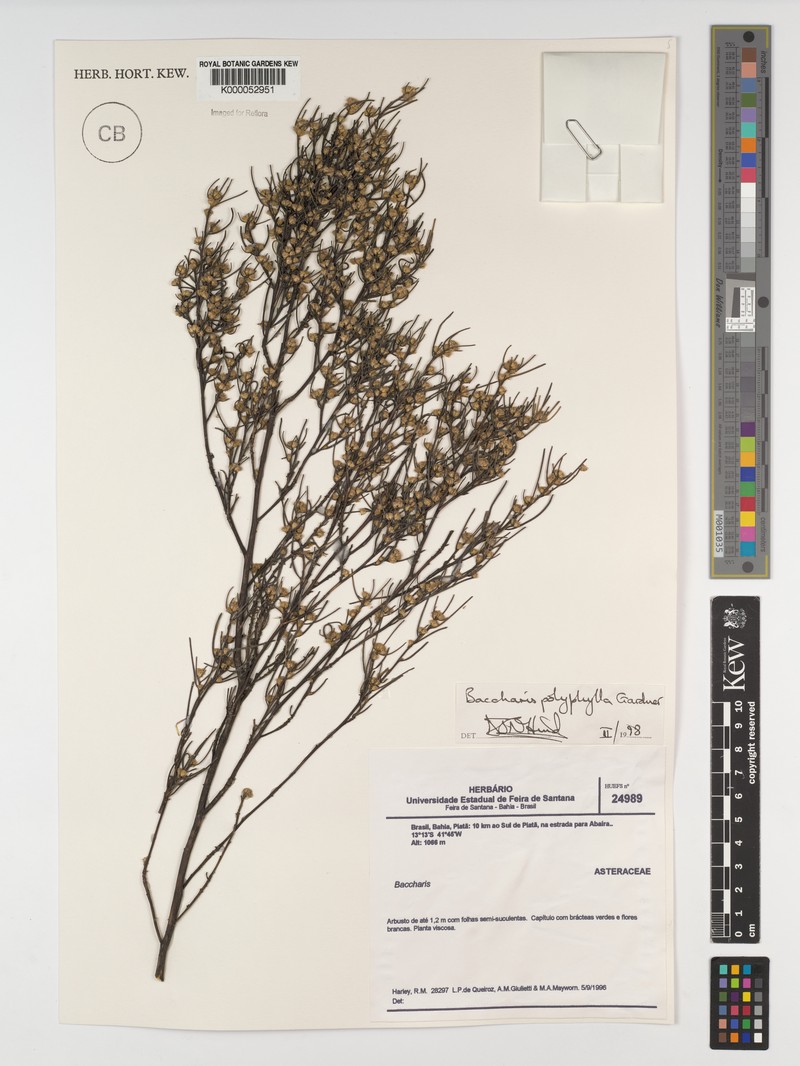 Baccharis polyphylla photo 5