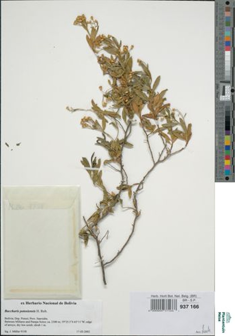 Baccharis potosiensis