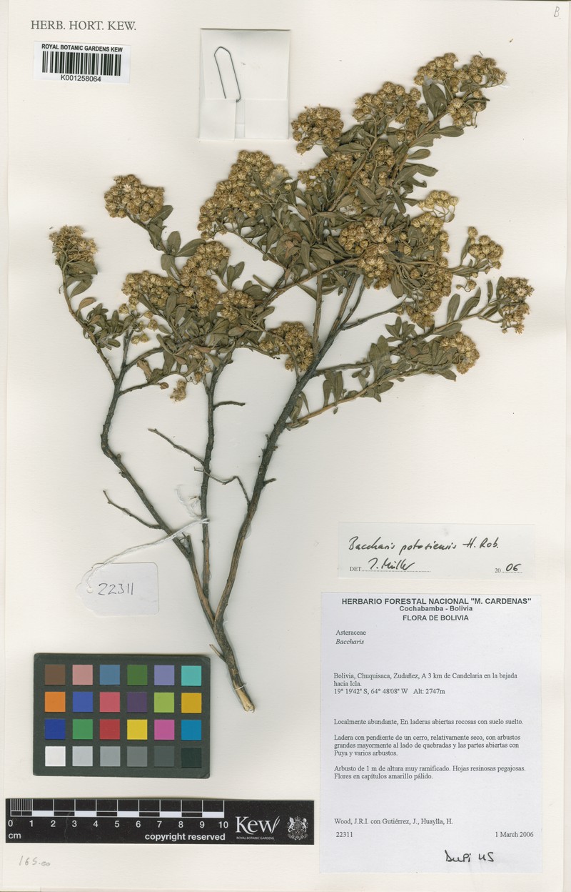Baccharis potosiensis photo 2