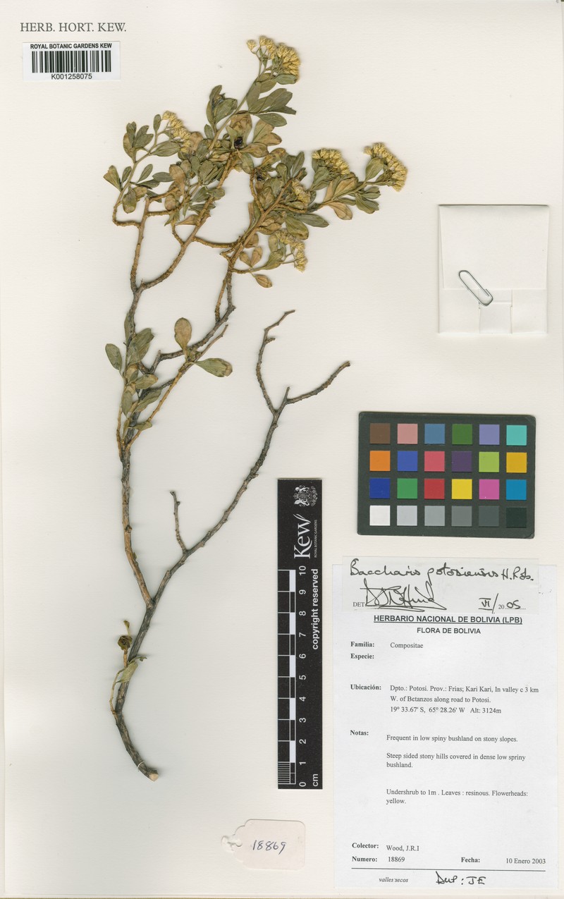 Baccharis potosiensis photo 3