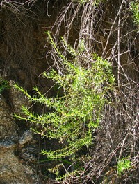 Baccharis potrerillana