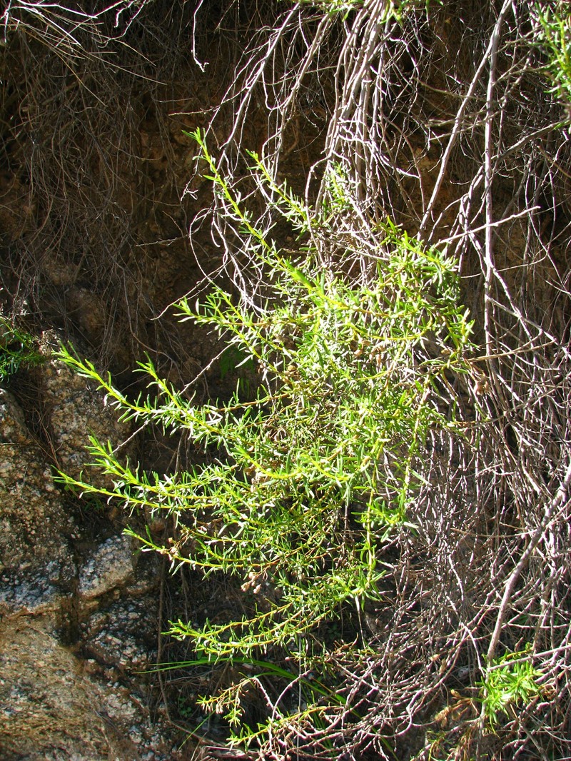 Baccharis potrerillana photo 2