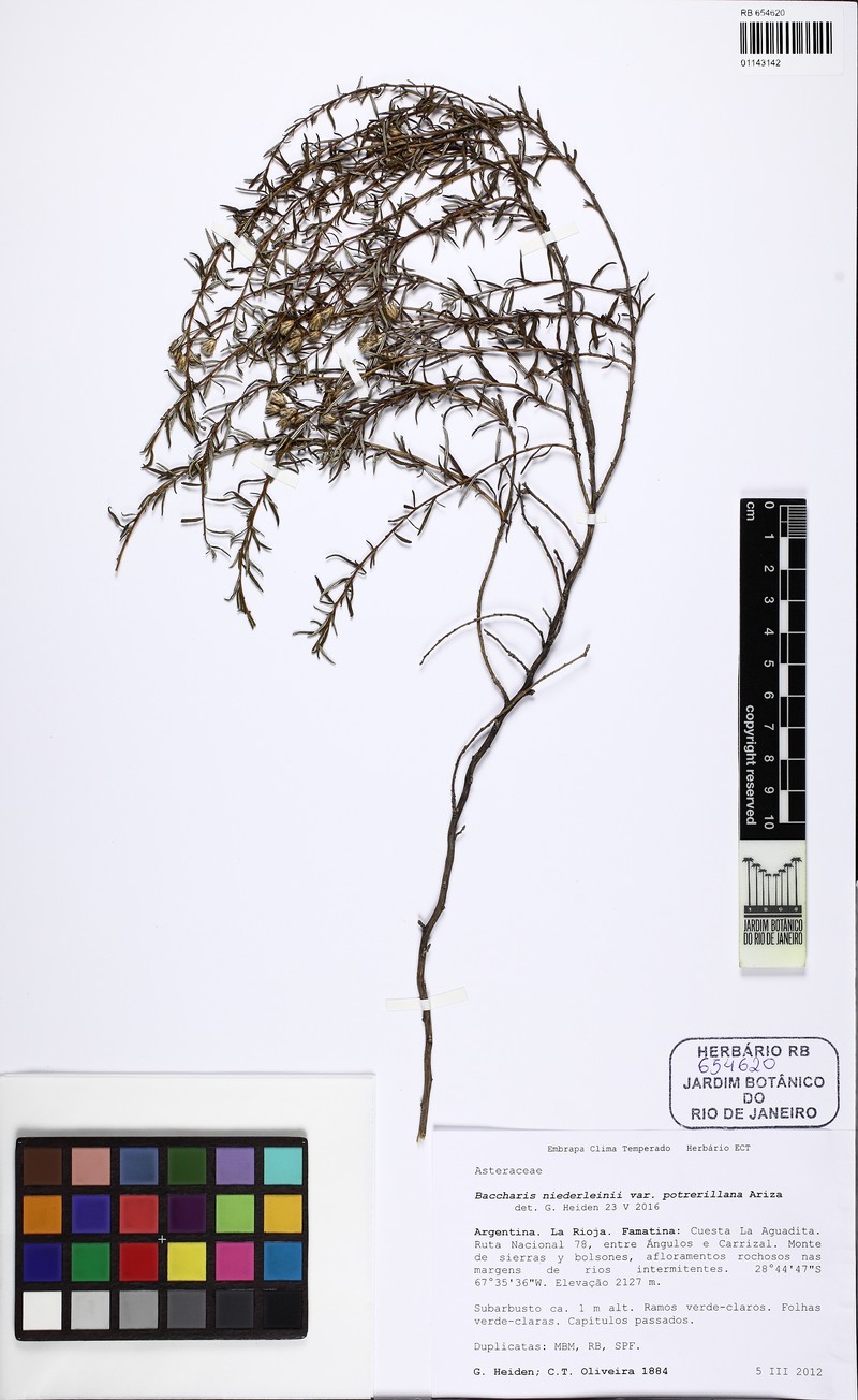 Baccharis potrerillana photo 3