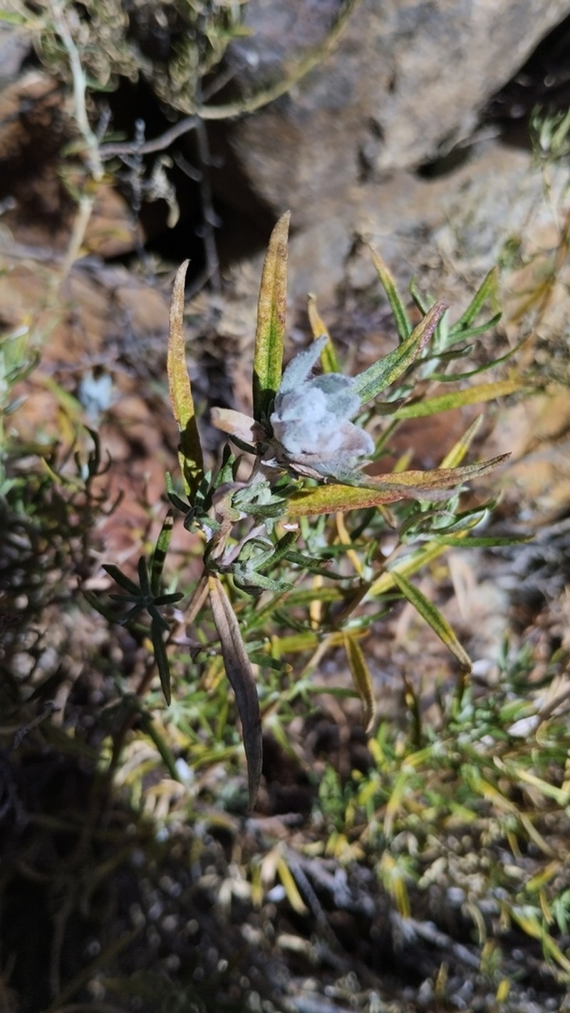 Baccharis potrerillana photo 4