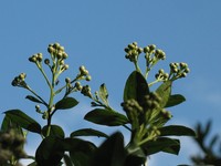 Baccharis prunifolia