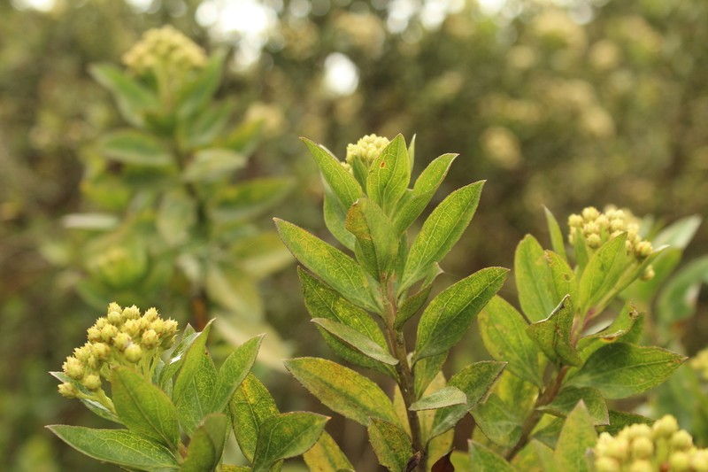 Baccharis prunifolia photo 2