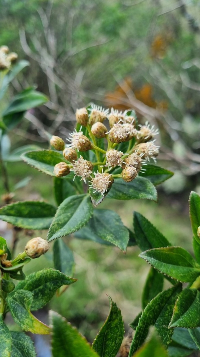 Baccharis prunifolia photo 3