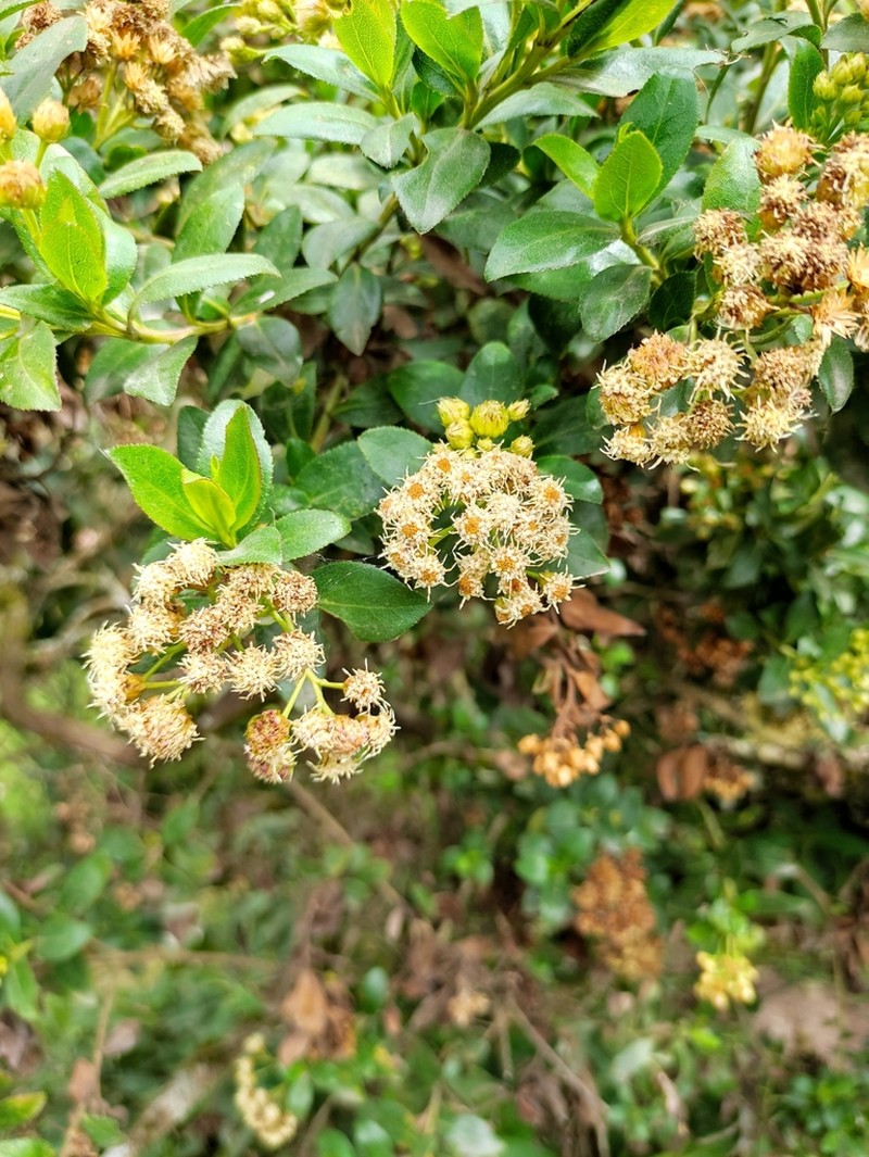 Baccharis prunifolia photo 4