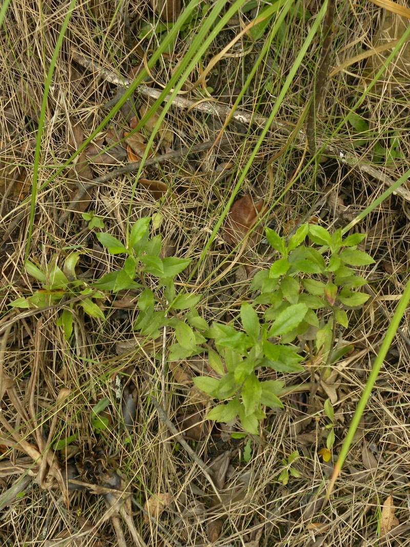 Baccharis prunifolia photo 5