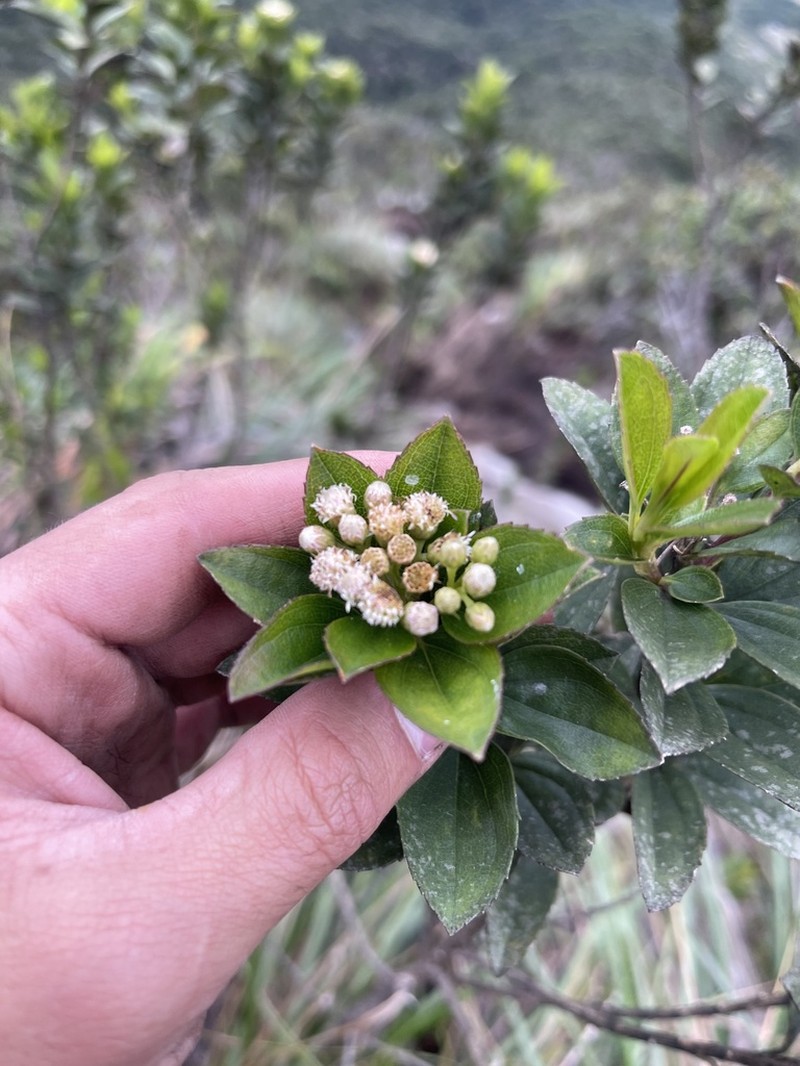Baccharis prunifolia photo 6
