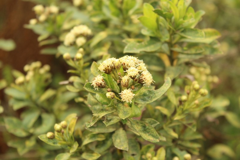 Baccharis prunifolia photo 7