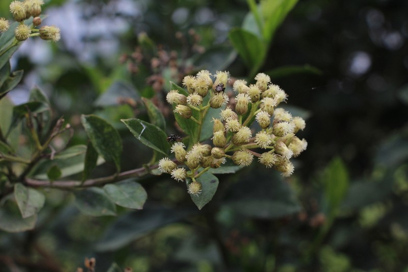 Baccharis prunifolia photo 8