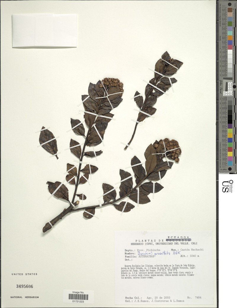 Baccharis prunifolia var. subprunifolia