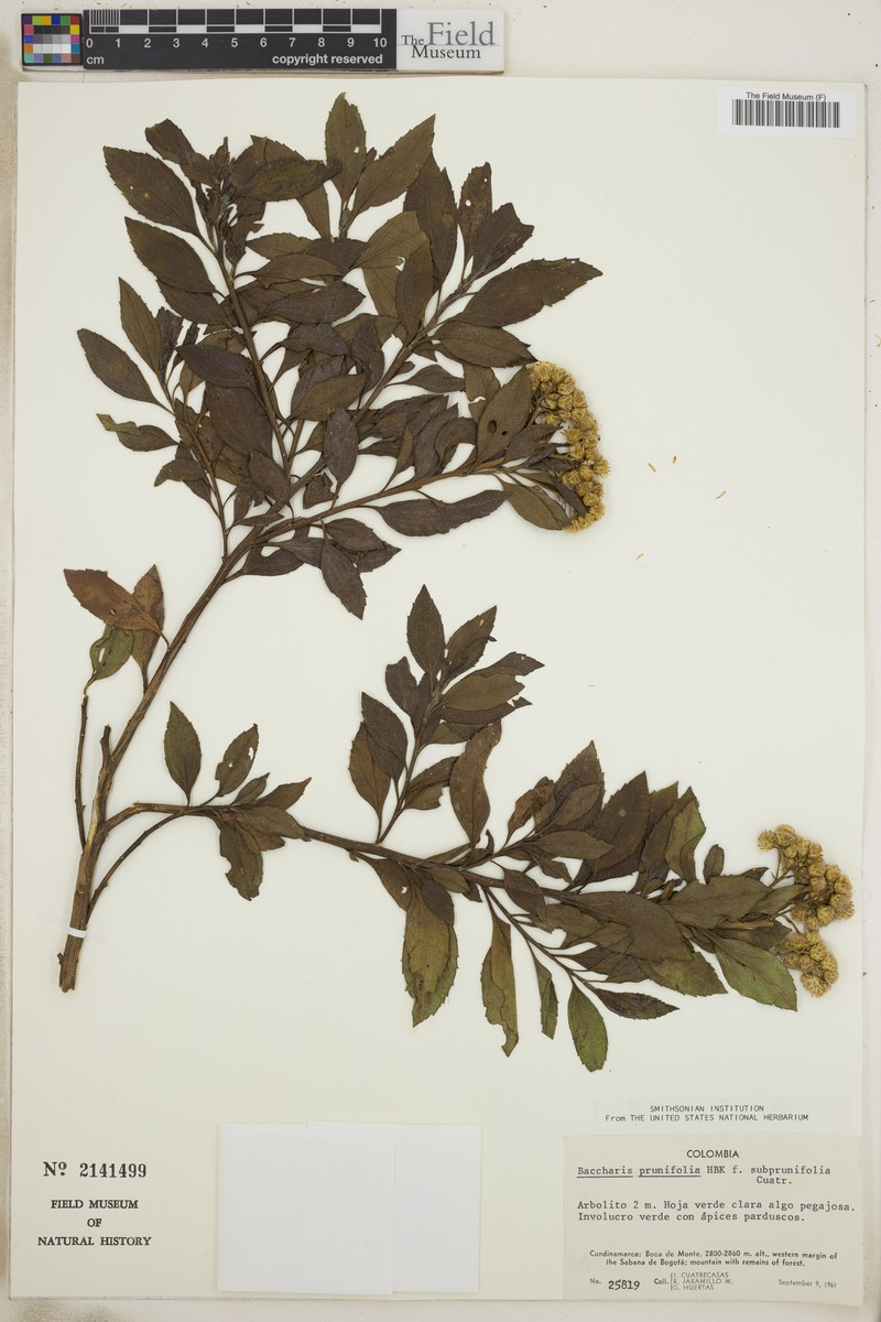 Baccharis prunifolia var. subprunifolia photo 2