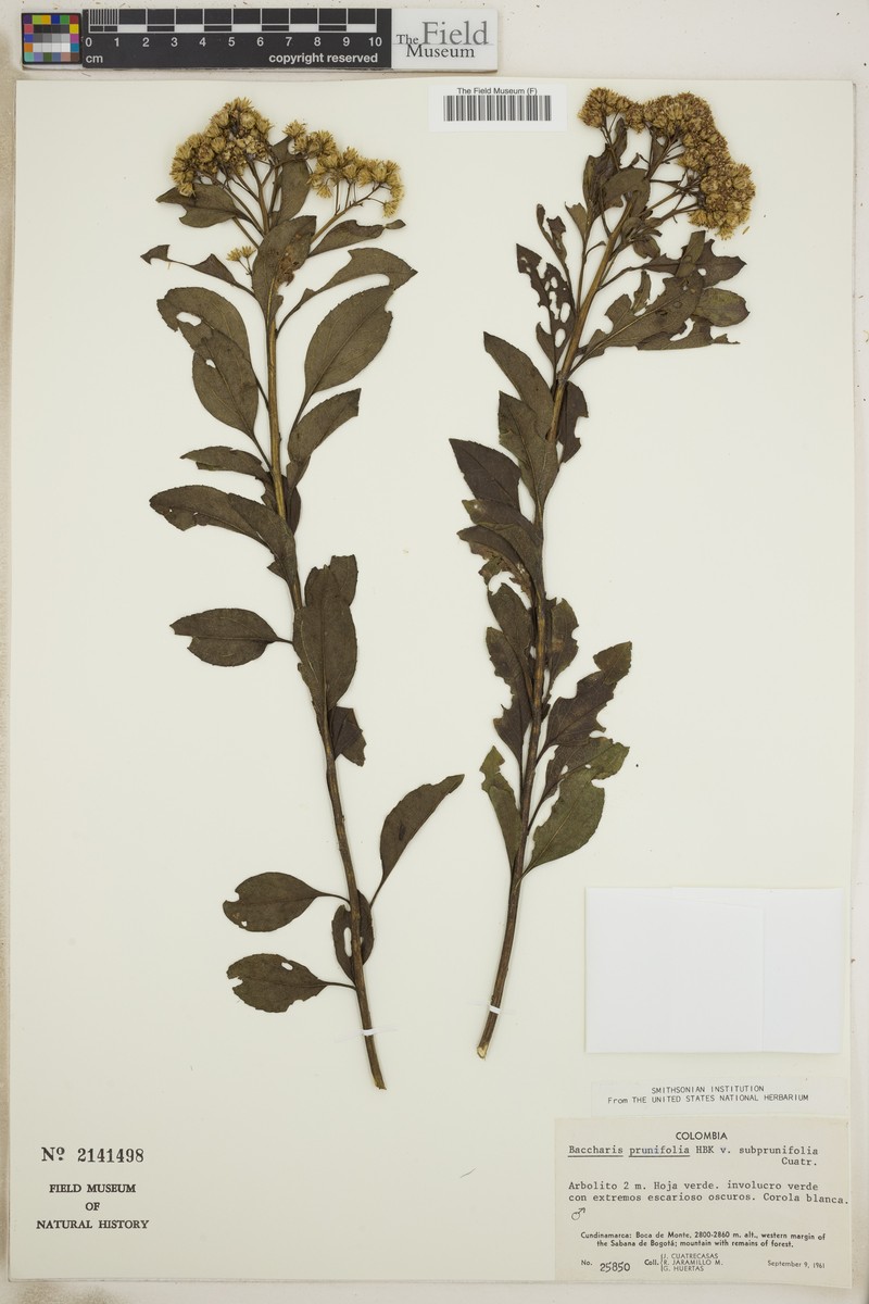 Baccharis prunifolia var. subprunifolia photo 3