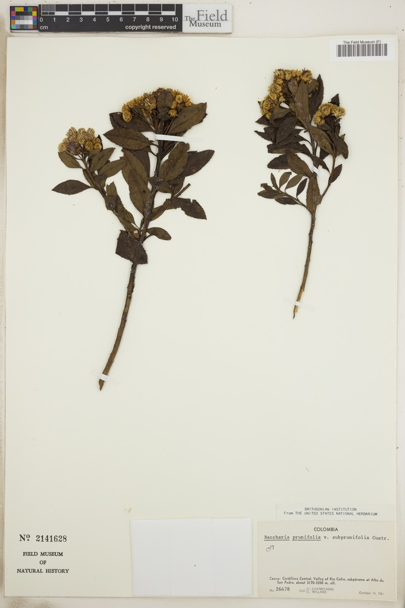 Baccharis prunifolia var. subprunifolia photo 4