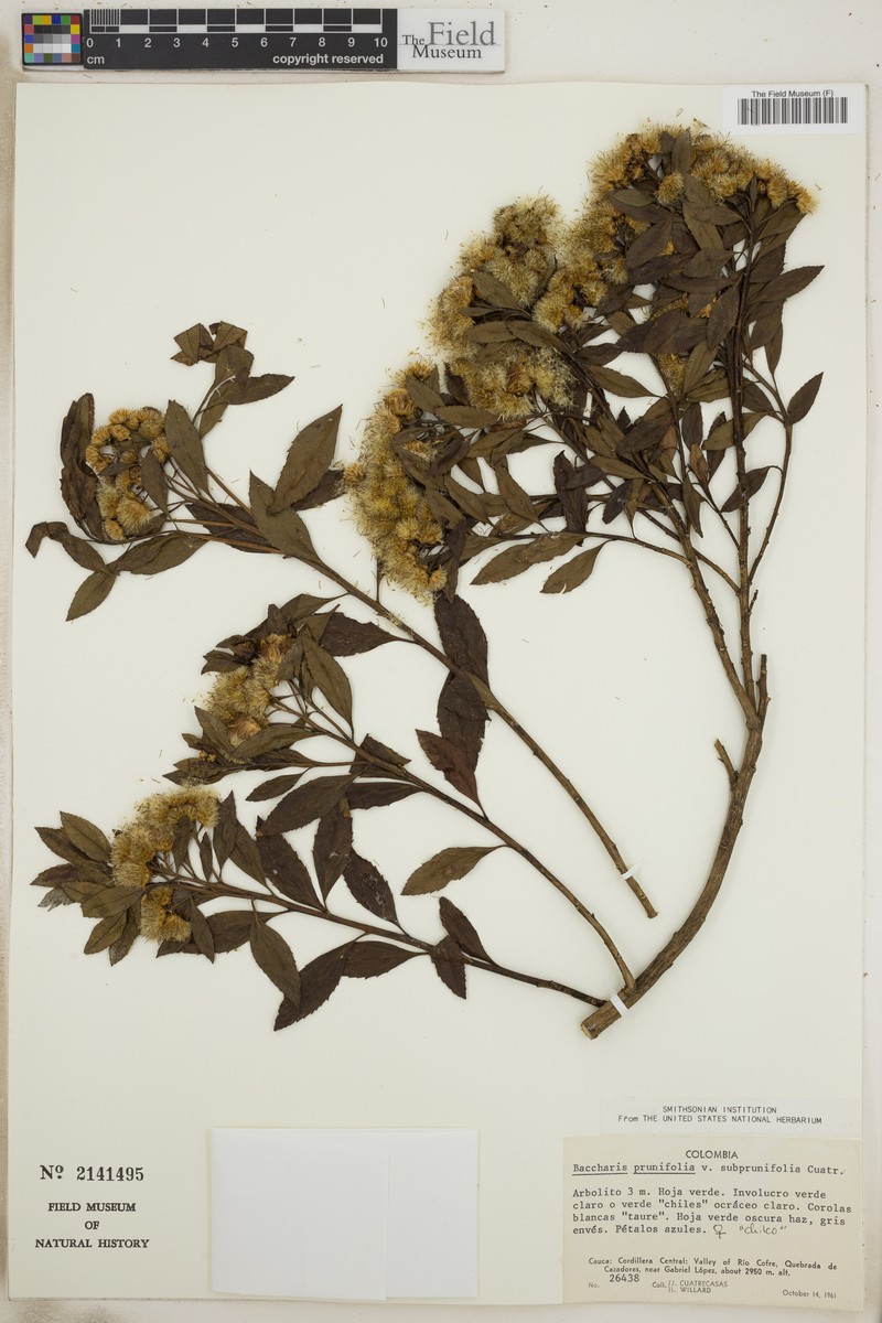 Baccharis prunifolia var. subprunifolia photo 5
