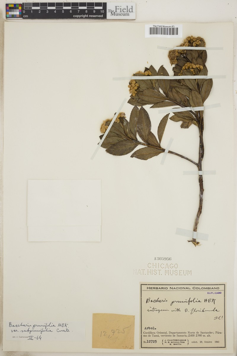 Baccharis prunifolia var. subprunifolia photo 6